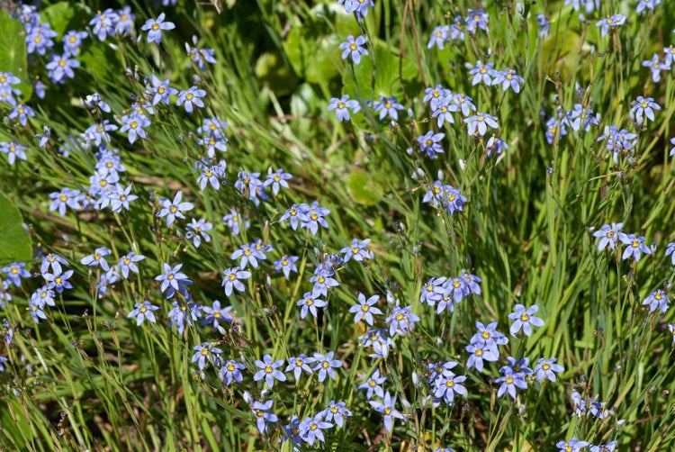 Sisyrinchium angustifolium, Blauäugiges Gras, ca. 9x9 cm Topf