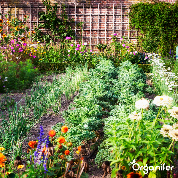 Gepflegter Rasen im Garten mit Steinmauer und Bepflanzung