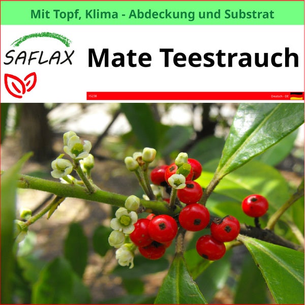 SAFLAX Garden to go - Mate Teestrauch - Ilex paraguariensis - 10 Samen - Mit Topf, Klima - Deckel und Anzuchtsubstrat