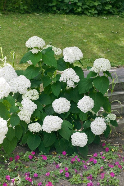Hydrangea arborescens 'Strong Annabelle', Schneeballhortensie, weiß, 40–60 cm