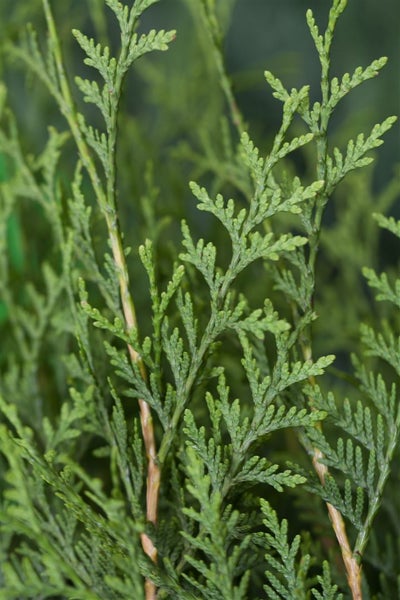 Thuja occidentalis 'Brabant', Lebensbaum, 175–200 cm