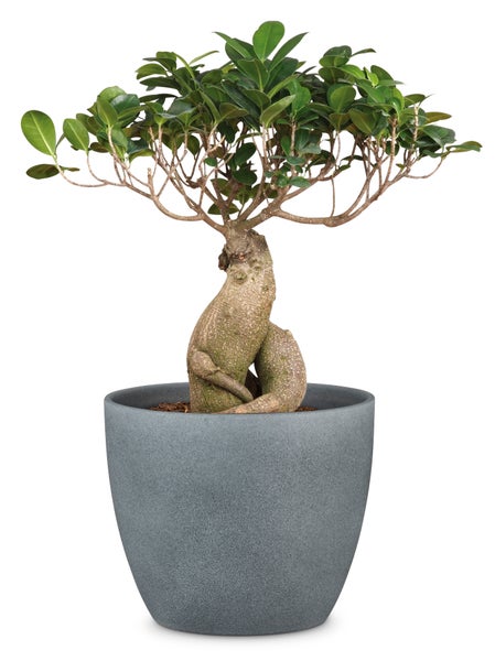 Scheurich Stone, Blumentopf aus Keramik,  Farbe: Dark Stone, 28 cm Durchmesser, 25,2 cm hoch, 11,4 l Vol.