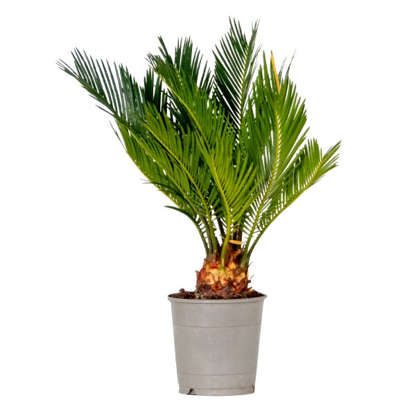 Cycas Revoluta – Friedenspalme – Palme – Pflegeleicht – ⌀12 cm – ↕30-40 cm