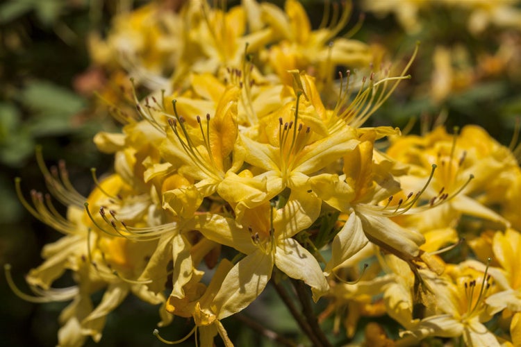 Rhododendron luteum, Gelber Azalee, duftend, 40–50 cm