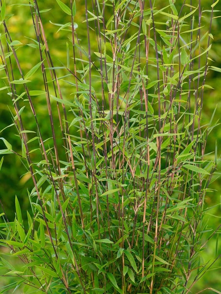 Fargesia nitida, Schirmbambus, immergrün, 60–80 cm