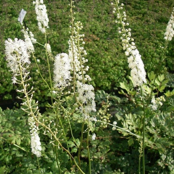 Silberkerze mit weißen Blüten im Garten