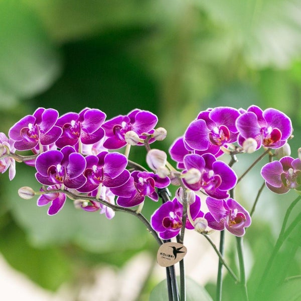 Kolibri Orchids Lila Phalaenopsis Orchidee Morelia Topfgröße 9cm blühende Zimmerpflanze frisch vom Züchter