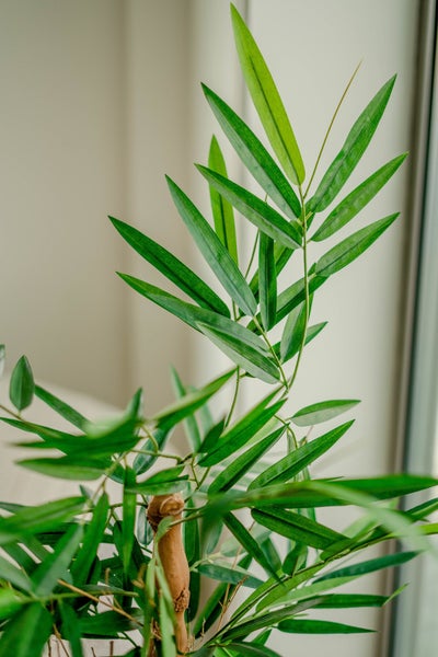 Künstliche Pflanze Bambus Buddha 120 cm