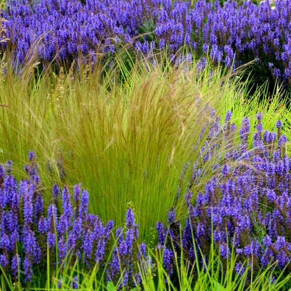 Bloomique - 3er Set - Stipa Tenuissima Pferdeschwänze - Federgras - Ziergras - Gartenpflanzen - Winterhart - Höhe 10-20cm - Topf 9x9cm