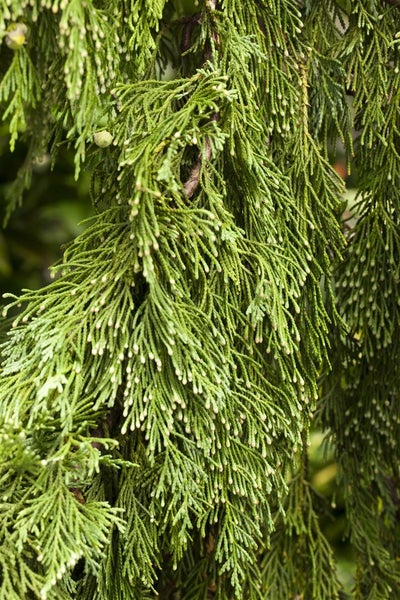 Chamaecyparis nootkatensis 'Pendula', Nootka-Scheinzypresse, 30–40 cm