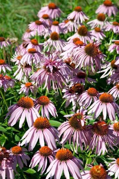 Echinacea purpurea 'Doppeldecker', Sonnenhut, rosa, ca. 9x9 cm Topf