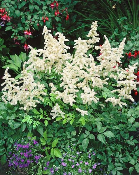 Astilbe japonica 'Deutschland', Prachtspiere, weiß, ca. 9x9 cm Topf