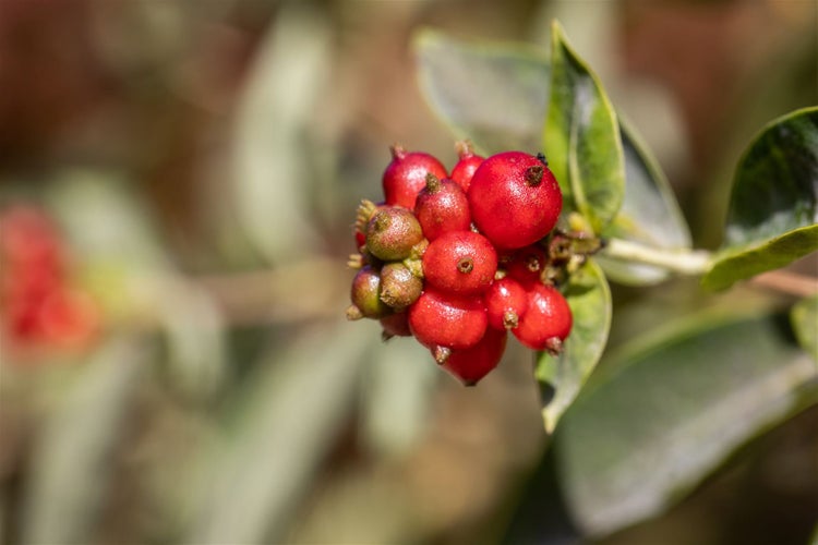 Lonicera heckrottii, Geißblatt, 80–100 cm, duftend