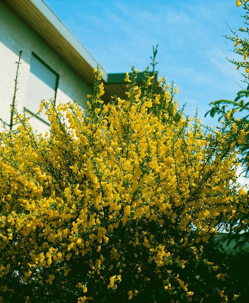 Cytisus scoparius 'Golden Sunlight', Besenginster, gelb, 30–40 cm