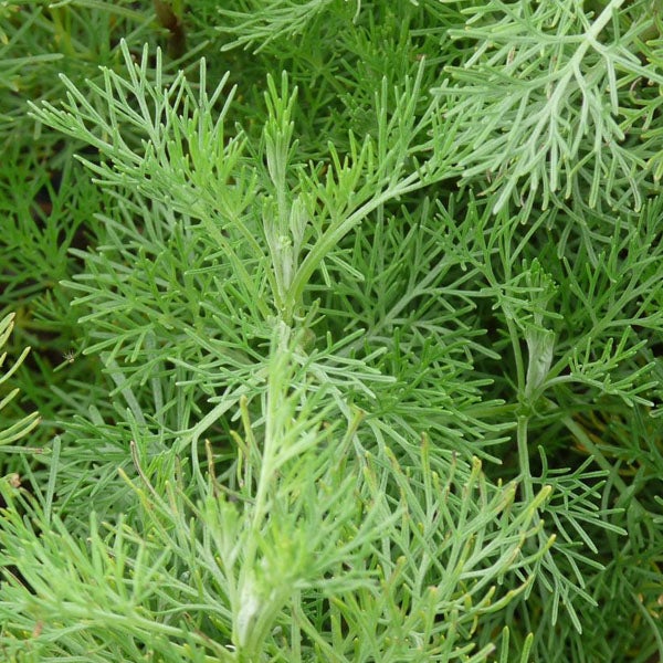 Nahaufnahme von Wermutkraut