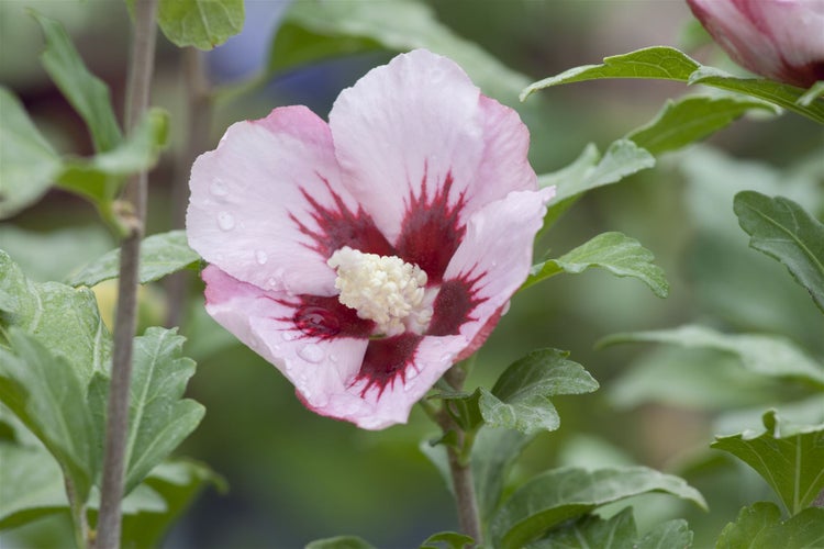 Hibiscus syriacus 'Hamabo', Roseneibisch, rosa Blüten, 80–100 cm