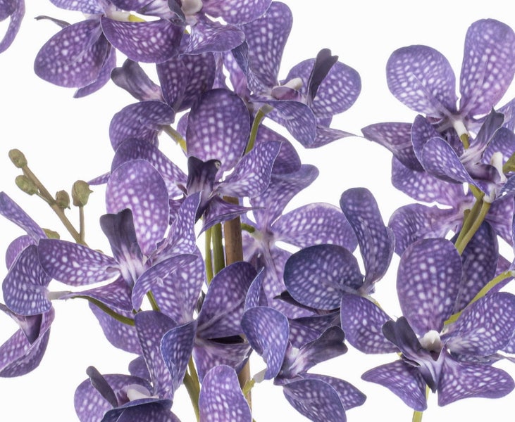 Lilafarbene Orchidee Vanda mit weißen Punkten, künstliche Blume in der Nahaufnahme.
