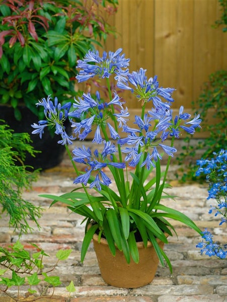 Agapanthus africanus, Schmucklilie, blau, ca. 9x9 cm Topf