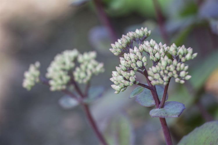 Sedum hybridum 'Matrona', Fetthenne, rosa Blüten, 2 Liter Container