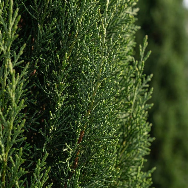 Nahaufnahme der grünen, schuppenförmigen Blätter einer Thuja Heckenpflanze.