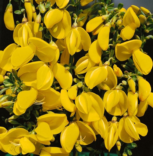 Cytisus scoparius 'Golden Sunlight', Besenginster, gelb, 30–40 cm