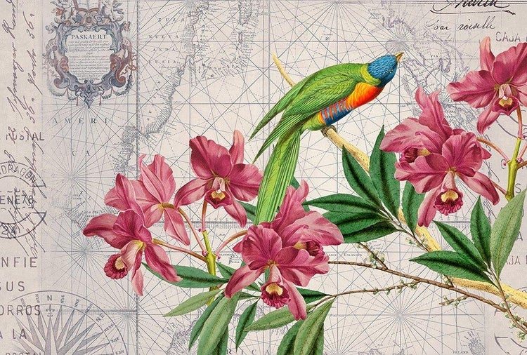 Vliestapete oder Wandbild mit antikem Kartenmotiv, rosa Orchideen und einem bunten Vogel auf einem Ast.