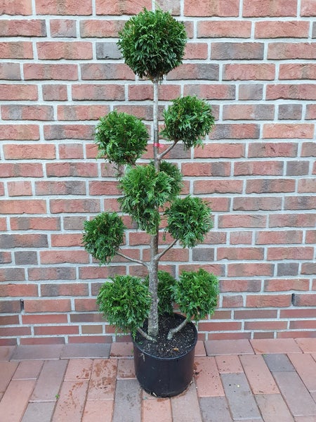 Gartenbonsai - winterharte Zypresse, Thuja plicata Martin,Höhe inkl. Topf: 140-150 cm