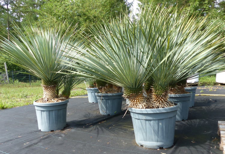Yucca rostrata Palmlilien mit spitzen Blättern in grauen Pflanztöpfen im Außenbereich.