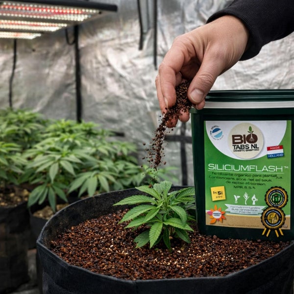 Eine Person streut BioTabs Silicium Flash Dünger auf eine kleine Pflanze in einer Growbox mit Pflanzenlampen.