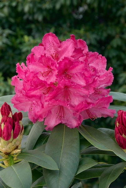 Rhododendron Hybr. 'Walküre', rosa Blüten, 40–50 cm