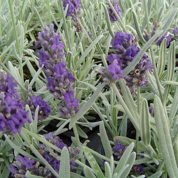Lavendel mit violetten Blütenständen und graugrünen Blättern