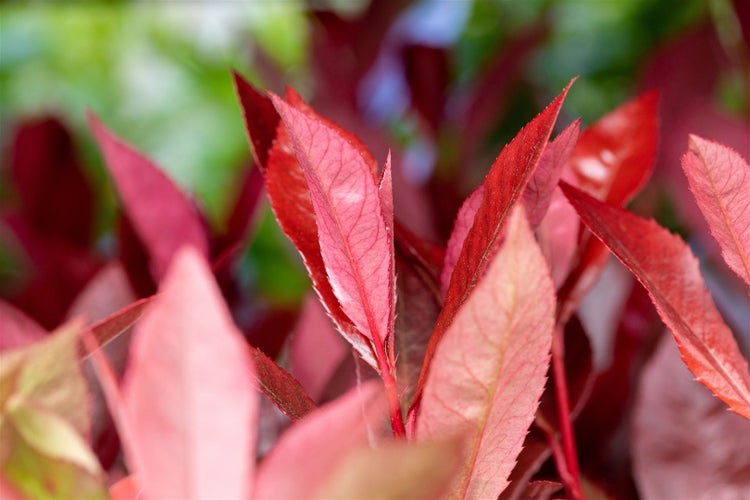 Nahaufnahme von Photinia-Blättern