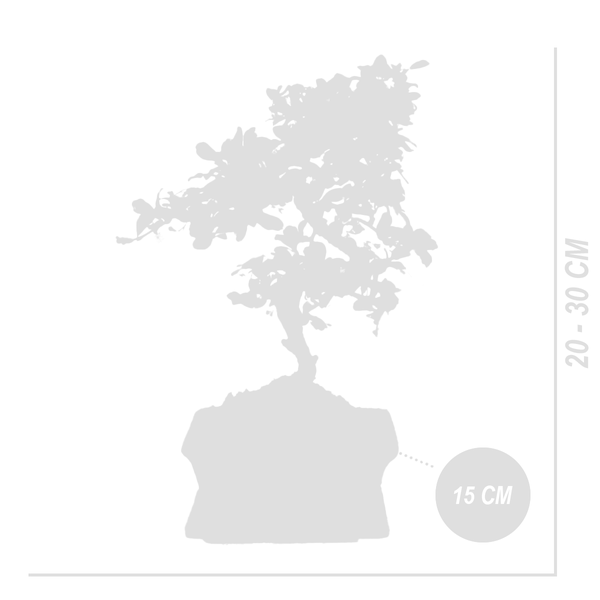 Bloomique - Bonsai Carmona - S-Form - Bonsaibaum - Zimmerpflanzen - Höhe 20-30 cm - 15 cm breit - inklusive Keramiktopf und Schale
