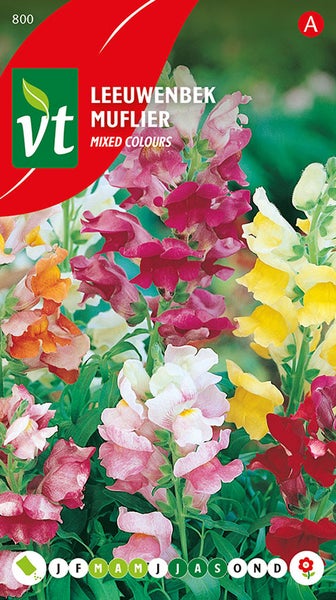 Löwenmaul 'Mufflier' in verschiedenen Farben