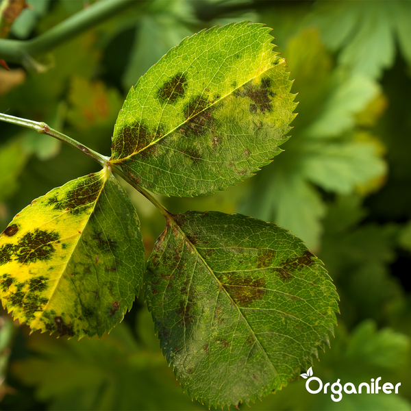 Leaf Diseases Blattkrankheiten-Konzentrat - 250 ml für 250 m2 - Organifer