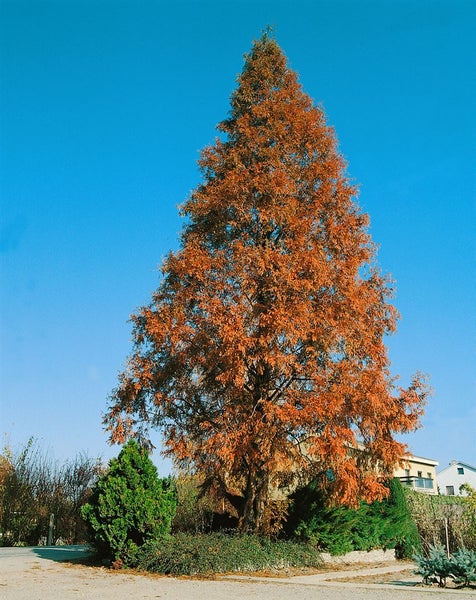 Metasequoia glyptostroboides, Urweltmammutbaum, 60–100 cm