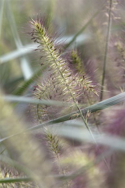 Pennisetum alopecuroides 'Hameln', Lampenputzergras, ca. 3-5 L Container