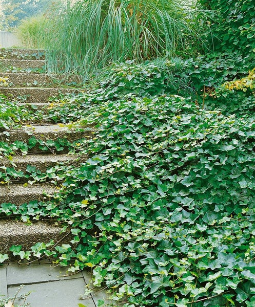 Hedera helix 'Hibernica', Irischer Efeu, 80–100 cm