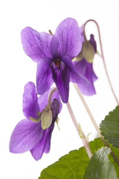 Viola odorata 'Königin Charlotte', Duftveilchen, violett, ca. 9x9 cm Topf