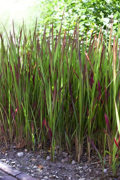 Imperata cylindrica 'Red Baron', Japanisches Blutgras, ca. 9x9 cm Topf