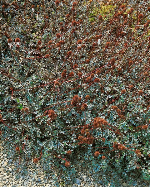Acaena buchananii, Silberstachelnüsschen, ca. 9x9 cm Topf