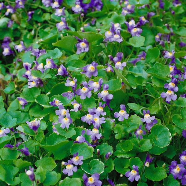 Blütenmeer von Zymbelkraut mit kleinen violetten Blüten und grünen Blättern