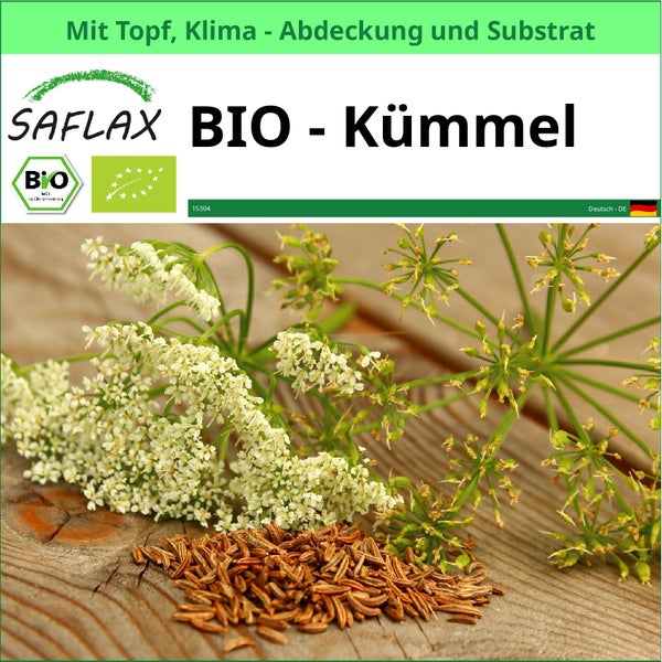 SAFLAX Garden to go - BIO - Kümmel - Carum carvi - 800 Samen - Mit Topf, Klima - Deckel und Anzuchtsubstrat