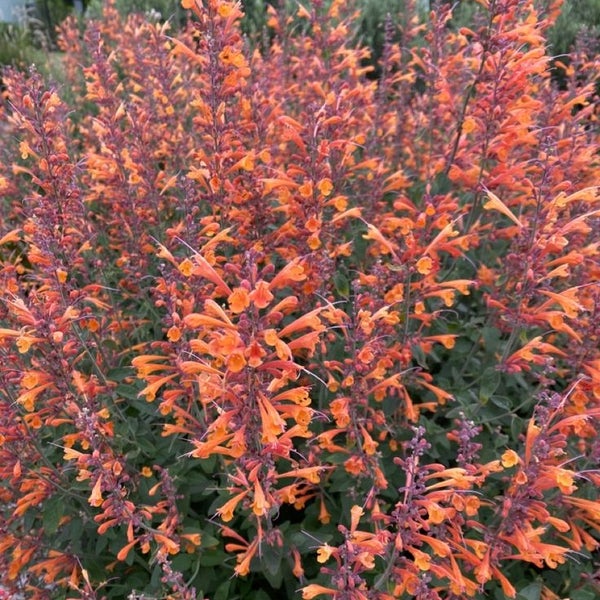 Agastache-Pflanze mit orangeroten Blüten
