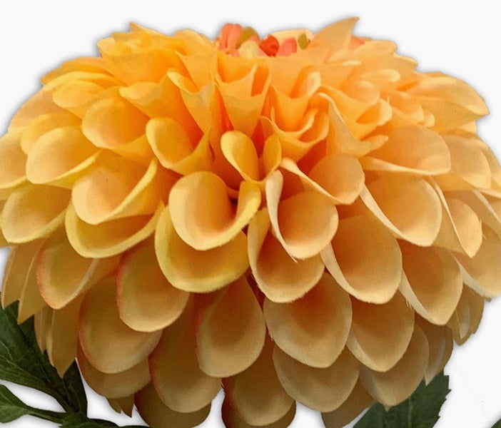 Nahaufnahme einer orangefarbenen Dahlie mit vielen Blütenblättern.