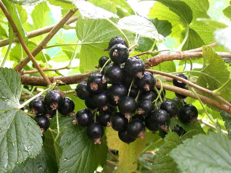 Ribes nigrum 'Titania', Schwarze Johannisbeere, 90 cm Stammhöhe