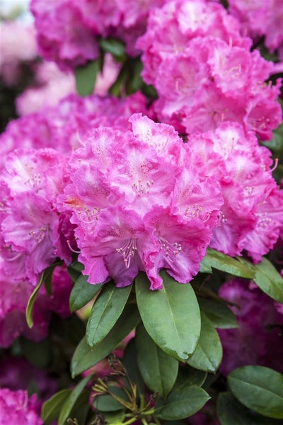 Rhododendron yakushimanum 'Polaris', rosa Blüten, 25–30 cm