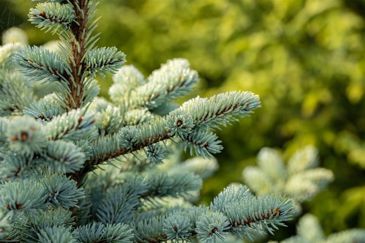 Picea pungens 'Glauca Globosa', Blautanne, kompakt, 25–30 cm