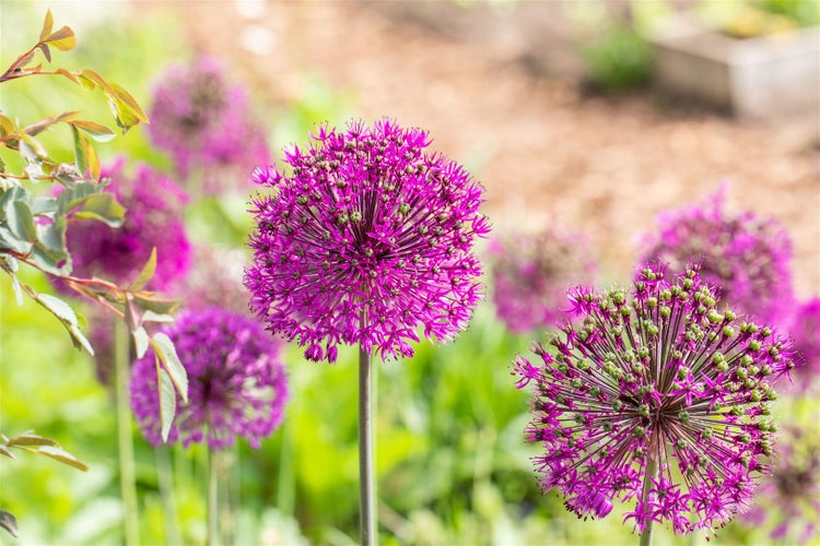 Nahaufnahme von Zierlauchblüten im Garten.