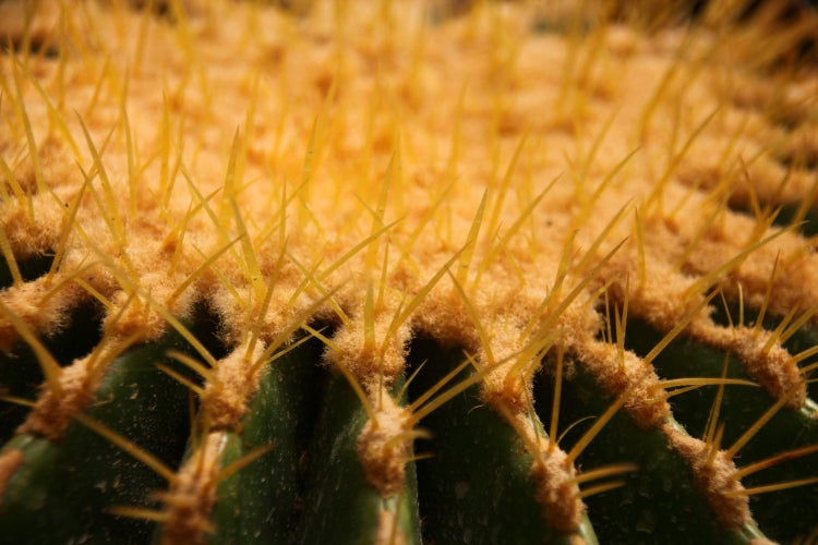 SAFLAX Garden to go - Schwiegermutterstuhl - Echinocactus grusonii - 40 Samen - Mit Topf, Klima - Deckel und Anzuchtsubstrat
